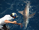 Copper Shark from the Andaman Islands.