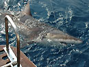 Copper Shark from the Andaman Islands.