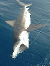 Copper Shark from the Andamans.