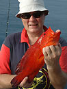 Similan Island Coral Trout.