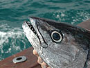 The teeth on a Dogtooth Tuna.