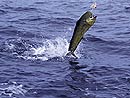 Dorado from the Similan Islands.