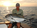 Giant Trevally from the Similans.