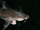 Grey Reef Shark from the Andaman Islands.