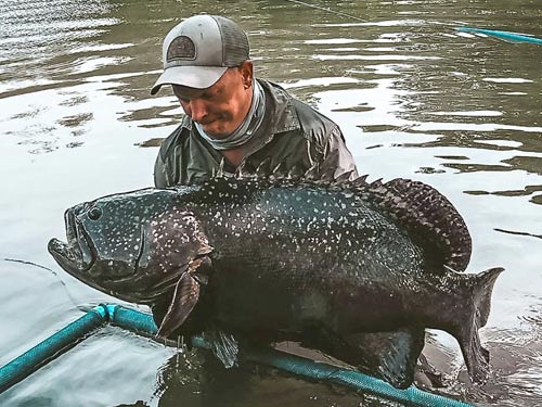 Giant Grouper at Phuket Saltwater Fishing Park.