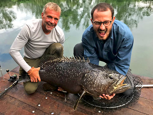 A huge Grouper.