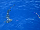 Hammerhead Shark at the Andamans.