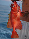 Long-Finned Bigeye.