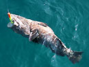 Malabar Grouper on a popper lure.