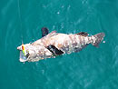 Malabar Grouper on a popper lure.