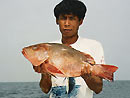 Mangrove Jack from the Racha Islands.