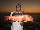 Mangrove Jack from the Andaman Islands.