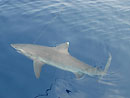 Oceanic Whitetip Shark.