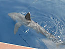 Oceanic Whitetip Shark.