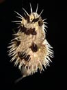 Long-Spined Porcupine Fish.