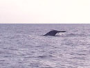 Submerging Whale at the Racha Islands.