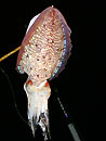 Cuttlefish from the Similans.