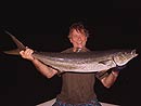 Rainbow Runner from the Similan Islands.