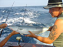 Rainbow Runner from the Similan Islands.