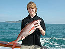 Rosy Snapper from the Similan Islands.