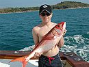 Ruby Snapper from Phuket.