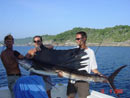 Sailfish at the Racha Islands.