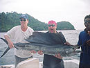 Sailfish caught on a belly strip.