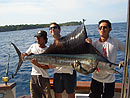 Sailfish at Racha Yai.