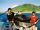 Sailfish caught on a belly strip.