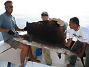 Sailfish at Similan Islands.