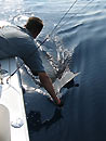 Sailfish at Similan Islands.