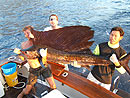 Sailfish from the Andaman Islands.