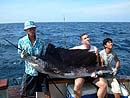 Sailfish at the Similan Islands.