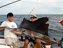 Sailfish from The Racha Islands Phuket.