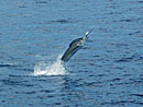 Sailfish jumping