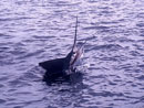 Sailfish from The Racha Islands Phuket.