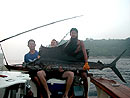 Sailfish at the Surin Islands.