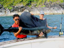 Sailfish from the Surin Islands.