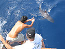 Landing a Silvertip Shark.