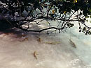 Baby Sharks at Similan Islands - Thailand.