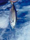 Skipjack Tuna on the gaff.