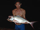 Smalltooth Jobfish from the Similan Islands.