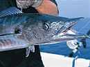 Wahoo from the Andaman Islands.