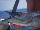 Wahoo from the Similan Islands.