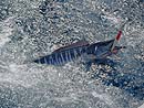 Wahoo from the Andaman Islands.