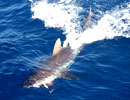 Whitetip Shark from The Andamans.