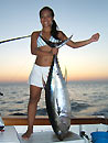 Andaman Island Yellowfin Tuna.