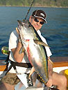 Andaman Island Yellowfin Tuna.