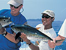 Yellowfin Tuna for sashimi.