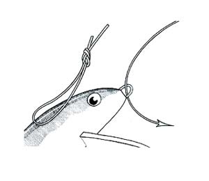 Collar & Capstan Knot Step 1